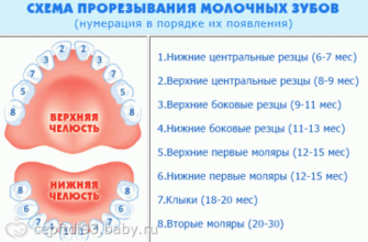 quantos meses os dentes são cortados