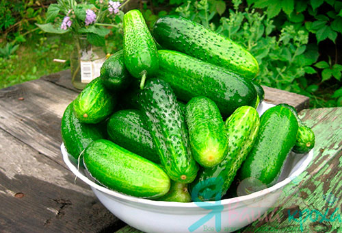 fresh cucumbers of a nursing mother