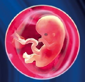 Séptima semana de embarazo: el feto
