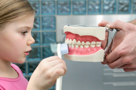 Garota escovando o modelo anatômico dos dentes - Imagem por © Wolfgang Flamisch / Corbis