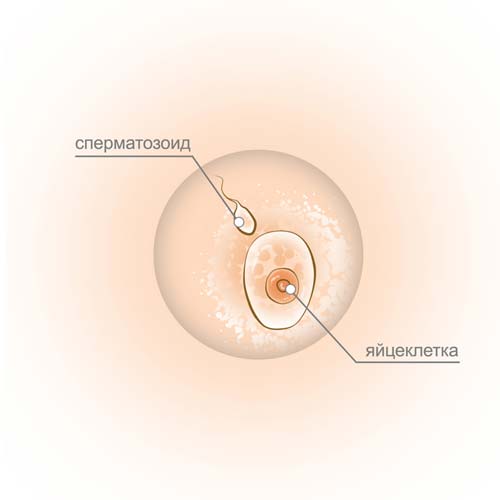 sperma ir kiaušinis - 1 savaitė