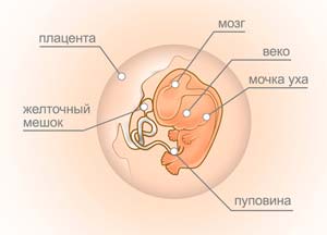 hur fostret utvecklas efter 8 veckor