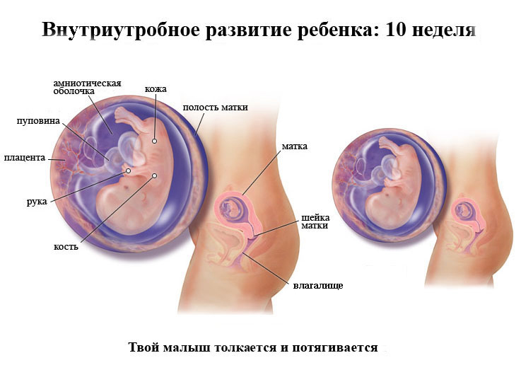 Desarrollo intrauterino del niño a las 10 semanas.