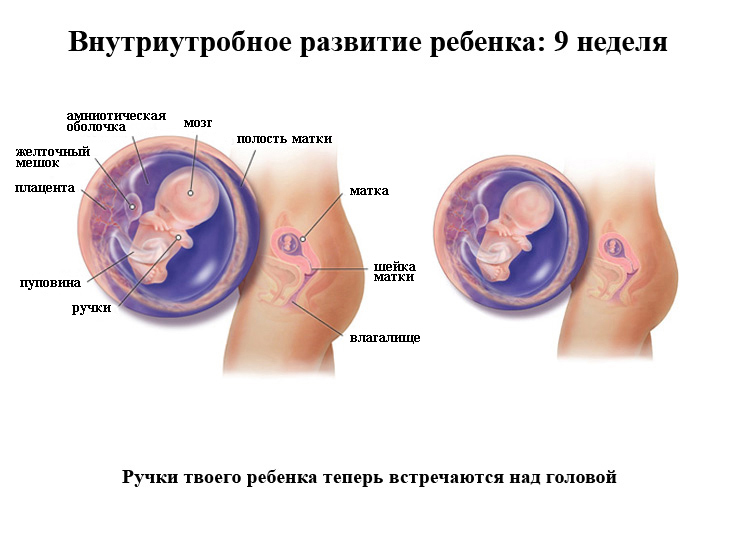 prænatal udvikling-barn-på-niende uger foto