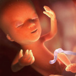Gebelik-13 haftalık nasıl görünüyor-fetüs