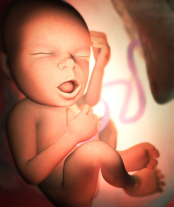 33. haftada fetus