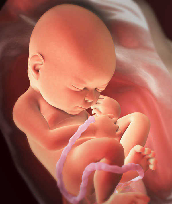 36 haftalık fetüs