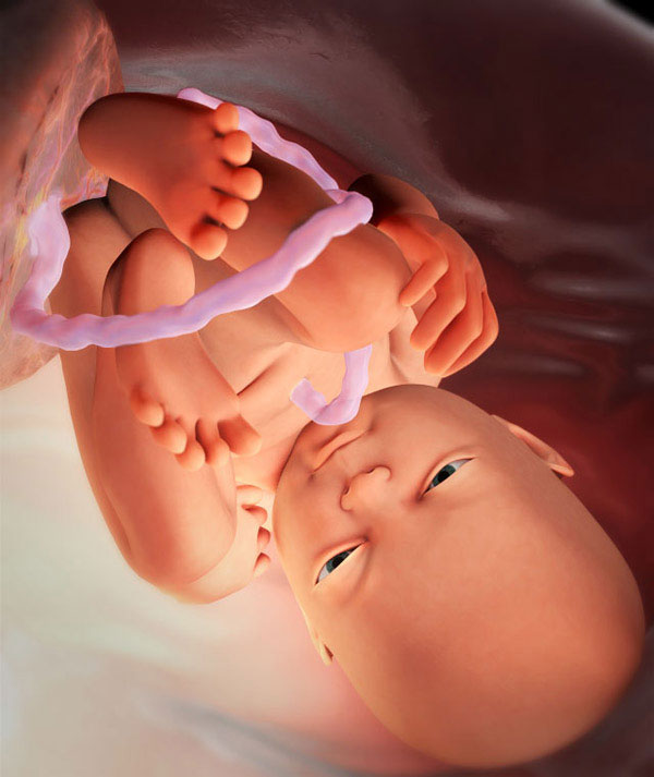 fetus u 37. tjedna gestacije