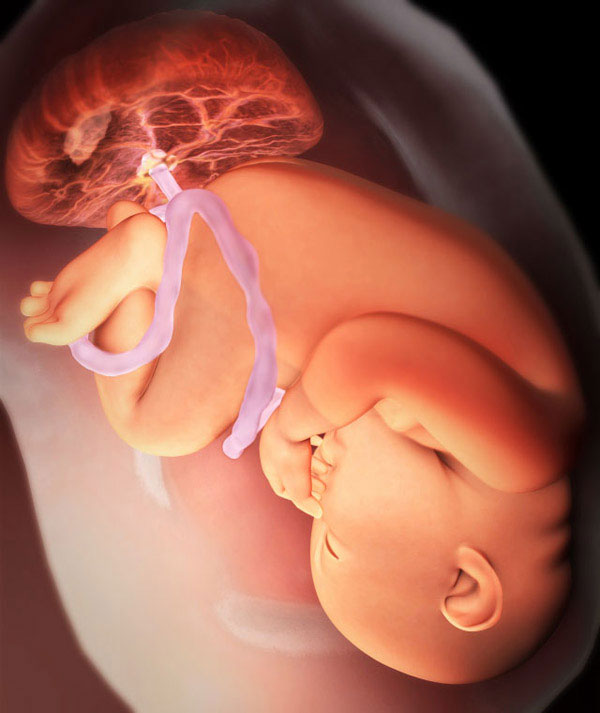 38. haftada fetus