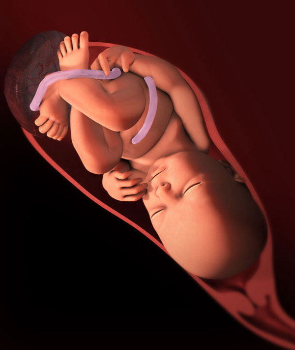 fœtus à 39 semaines de gestation