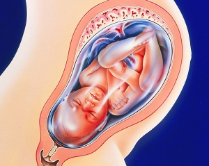 41. haftada fetus