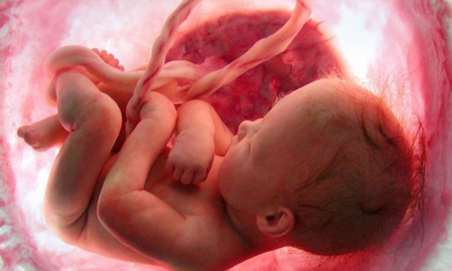 fetus de bebè